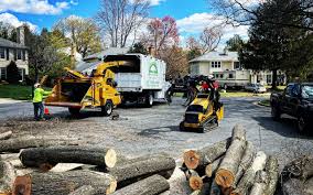 Best Emergency Tree Removal  in , DC