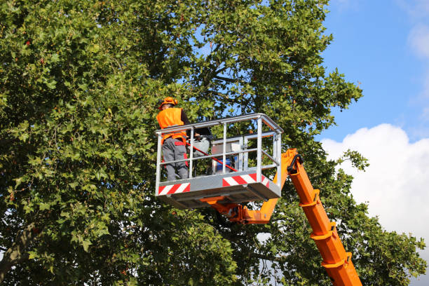 Best Tree Disease Treatment  in , DC