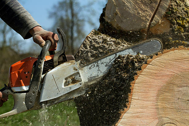 Best Fruit Tree Pruning  in , DC