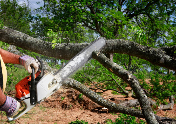 Best Hazardous Tree Removal  in , DC